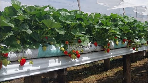 Hortalizas y frutillas, los cultivos de la chacra modelo de PLaza Huincul.