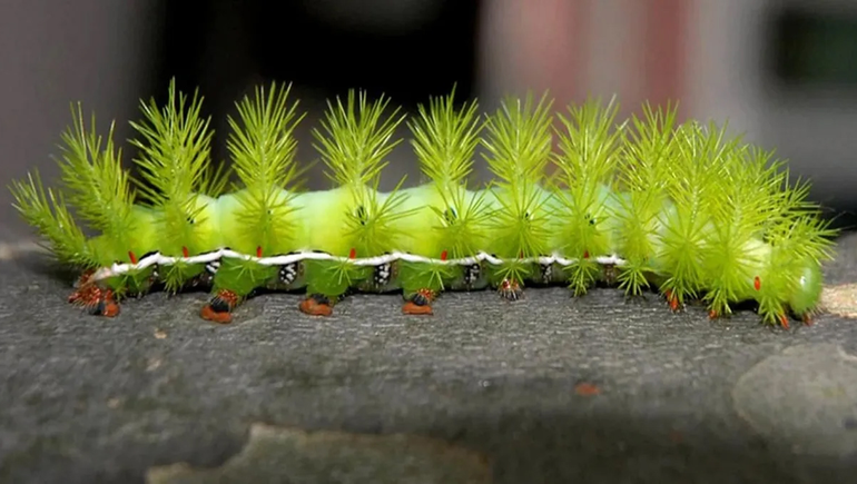 Lonomismo: buscan un medicamento nacional