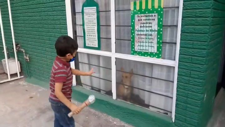 Facebook: un niño se hizo viral por entrevistar a perros
