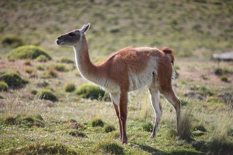Ley. Condenan a tres policías por matar a un guanaco y no proteger la fauna silvestre