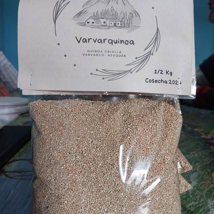 La Varvarquinoa presenta concentraciones superiores de fósforo y magnesio ante otras variedades. Foto: NTA La Varvarquinoa presenta concentraciones superiores de fósforo y magnesio ante otras variedades. Foto: NTA