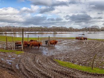 Las últimas fuertes precipitaciones complicaron el escenario para los campos ganaderos.