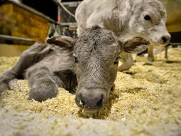 Llega a aparecer un foco acá y va a ser una hecatombe, alertan desde el Colegio Veterinario de Río Negro. Foto: @exposicionrural Llega a aparecer un foco acá y va a ser una hecatombe, alertan desde el Colegio Veterinario de Río Negro. Foto: @exposicionrural