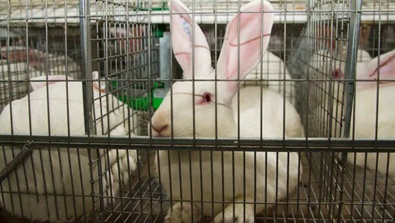 ¿Dónde está el conejo maltratado de San Patricio del Chañar?