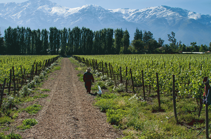 Amplios viñedos en Neuquén bajo el cielo patagónico, ideales para vinos elegantes y frescos de alta gama Amplios viñedos en Neuquén bajo el cielo patagónico, ideales para vinos elegantes y frescos de alta gama