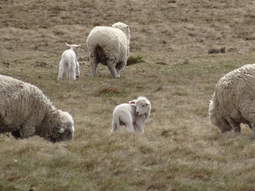 Los establecimientos con pastoreo rotativo tuvieron mejoras en el índice de salud de sus suelos que oscilaron entre 20-30% por año. Los establecimientos con pastoreo rotativo tuvieron mejoras en el índice de salud de sus suelos que oscilaron entre 20-30% por año.