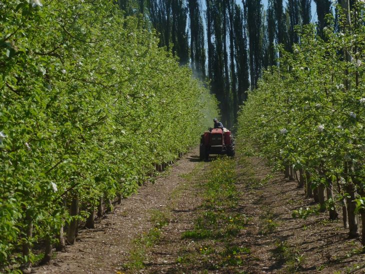 Investigadores de la UNCo y la UNRN evaluaron en un monte comercial de Contralmirante Cordero distintas dosis y frecuencias para equilibrar el crecimiento vegetativo y la producción.