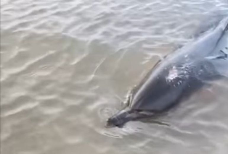 Uno de los delfines rescatados en San Antonio Este, ya a salvo en el mar. Uno de los delfines rescatados en San Antonio Este, ya a salvo en el mar. 
