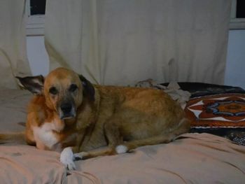 Puelo, el perro de Chubut que actúa en El Eternauta.