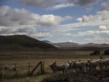 El primer programa de carbono de la Patagonia Argentina busca regenerar 3.000.000 de hectáreas. Foto: prensa Ovis 21.