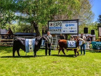 Se acerca la Exposición de Bovinos. Foto: gentileza SRN.