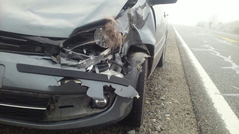 Un turista atropelló a un ciervo que se cruzó en la ruta