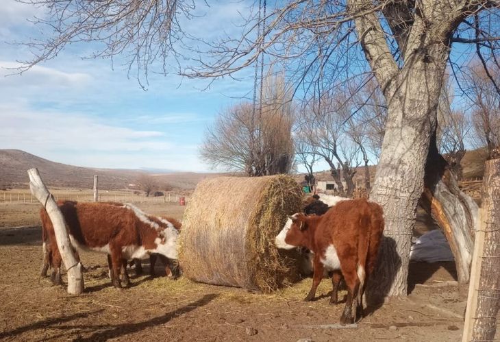 Los cr&eacute;ditos a tasas subsidiadas ayudaron en forma importante en los momentos cr&iacute;ticos de la sequ&iacute;a.