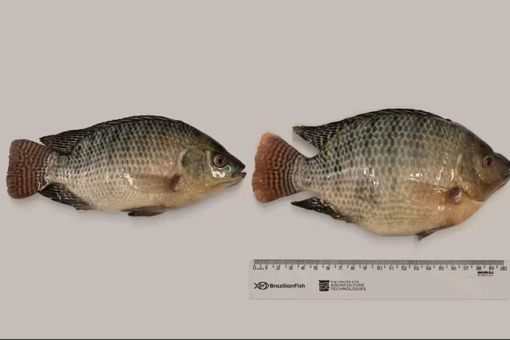 Una empresa brasileña ha desactivado el gen de la miostatina en la tilapia del Nilo, la segunda especie de pez más cultivada del mundo, con una clara diferencia entre un pez normal (izquierda) y uno modificado (derecha). Una empresa brasileña ha desactivado el gen de la miostatina en la tilapia del Nilo, la segunda especie de pez más cultivada del mundo, con una clara diferencia entre un pez normal (izquierda) y uno modificado (derecha).