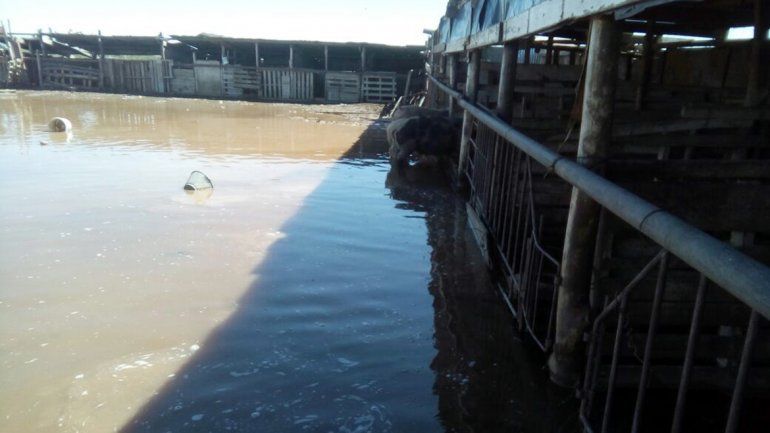 Crianceros aseguran que perdieron unos 3 mil cerdos por el temporal