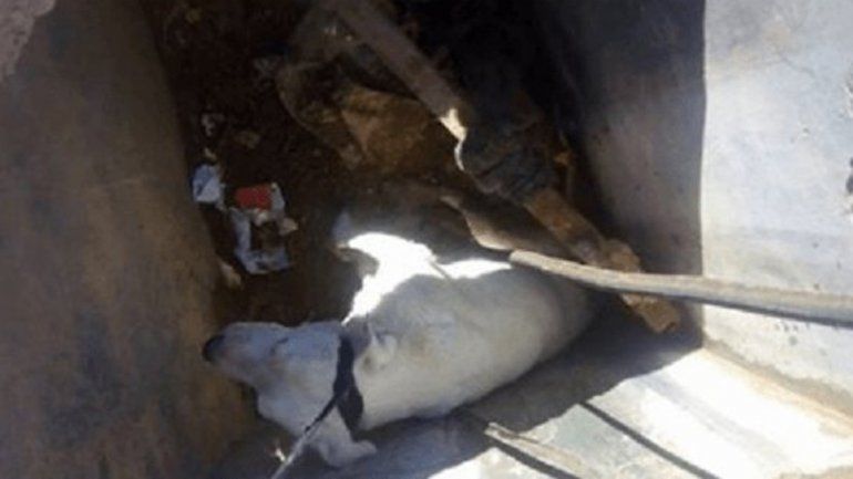 Un perro cayó en una fosa séptica y vecinos reclaman medidas de seguridad