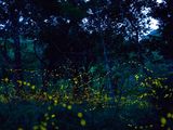 Las luciérnagas iluminan las noches en la Reserva Puerto Viejo de Oro. Foto ilustrativa.