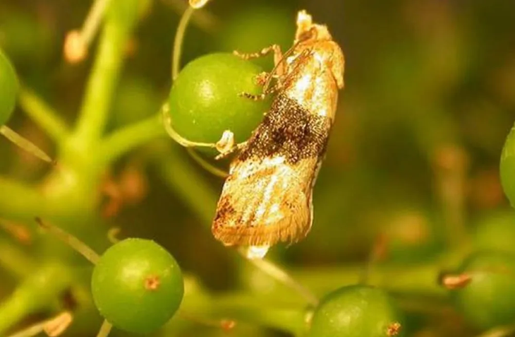 La plaga impacta en un menor rendimiento y calidad de los racimos y, por tanto, de los vinos. La plaga impacta en un menor rendimiento y calidad de los racimos y, por tanto, de los vinos.