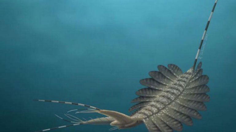 Hallan el cerebro más antiguo del mundo