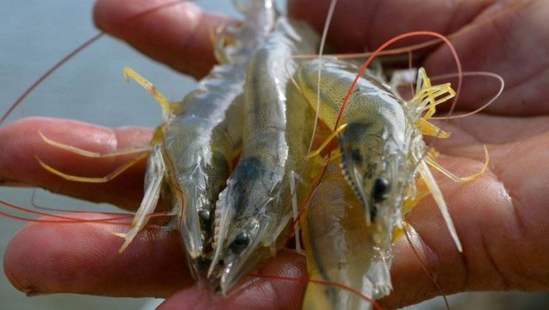 Rastros del virus en una importación de camarones
