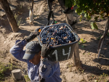 La industria vitivinícola global atraviesa una transformación profunda que excede las simples variaciones de mercado. La industria vitivinícola global atraviesa una transformación profunda que excede las simples variaciones de mercado.