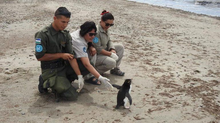 Sorpresa: un pingüino apareció entre veraneantes en Las Grutas