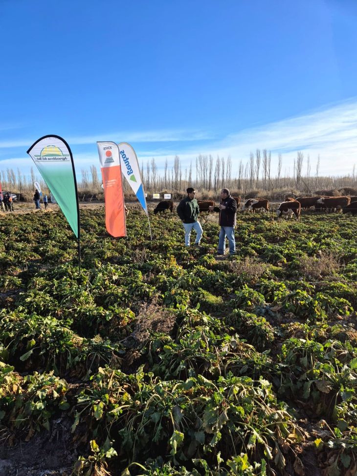 Remolacha forrajera, un "cultivo bastante energético". Foto: gentileza. Remolacha forrajera, un "cultivo bastante energético". Foto: gentileza.