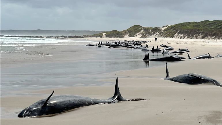 Las ballenas quedaron varadas en una playa remota del noroeste de Tasmania