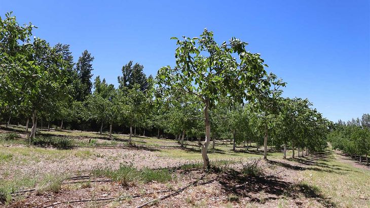 La tecnología aplicada al riego permitió reducir costos y optimizar el uso del agua en una zona crítica. Ahora se busca aumentar la productividad por hectáreas, que sigue estando muy baja. La tecnología aplicada al riego permitió reducir costos y optimizar el uso del agua en una zona crítica. Ahora se busca aumentar la productividad por hectáreas, que sigue estando muy baja.