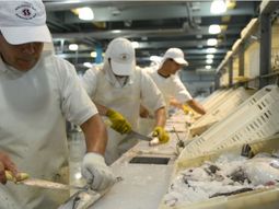 Es la especie que más volumen aporta a las exportaciones pesqueras nacionales. Foto: gentileza. Es la especie que más volumen aporta a las exportaciones pesqueras nacionales. Foto: gentileza.