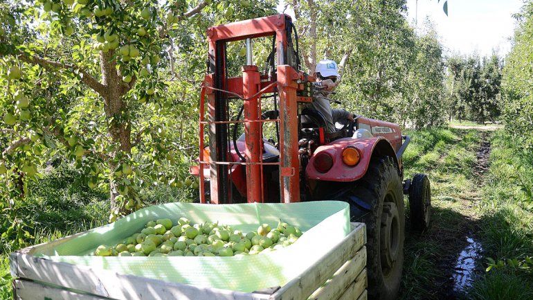 Cae la cosecha de peras y manzanas