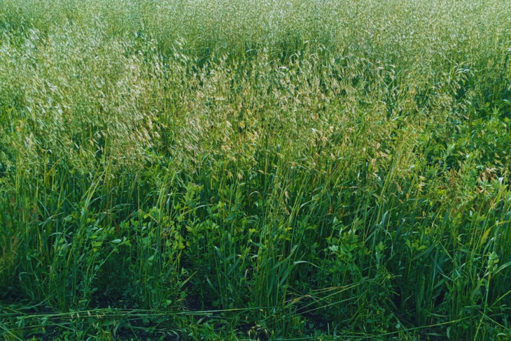 En Tierra del Fuego la oferta forrajera es crítica en invierno. Foto: INTA. En Tierra del Fuego la oferta forrajera es crítica en invierno. Foto: INTA.