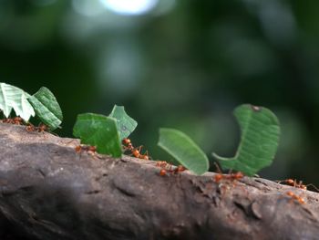 Son una plaga, pero a la vez son componentes ecológicos de un sistema que se debe preservar.