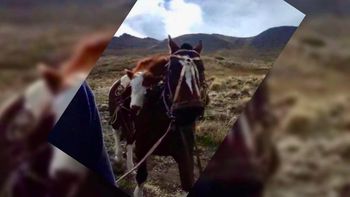 Mateo, el ternerito que fue rescatado en el anca de un caballo: hoy tiene una nueva vida en Zapala