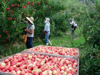El fuerte crecimiento se explica por una mejora en la cosecha, con mayor volumen y mejor calidad de fruta disponible para exportación.