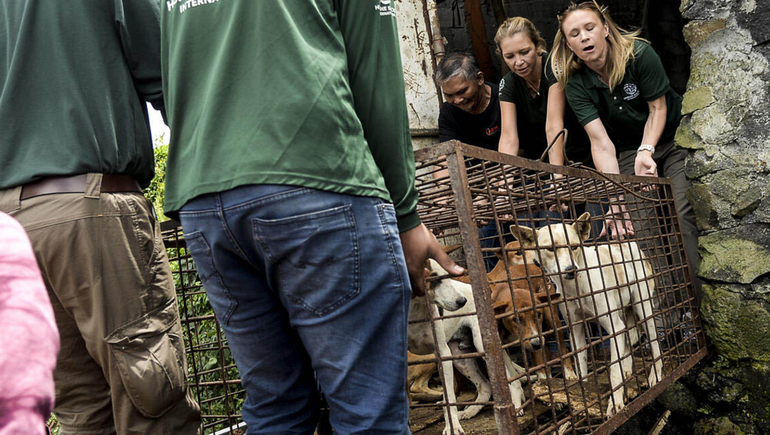 Dejarán de vender carne de perro y gato