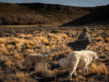 Isabel Quilaqueo, productora de ganado ovino y caprino, y Pirén, su perra protectora de ganado. Crédito: Gregorio Ibañez para WCS. Isabel Quilaqueo, productora de ganado ovino y caprino, y Pirén, su perra protectora de ganado. Crédito: Gregorio Ibañez para WCS.