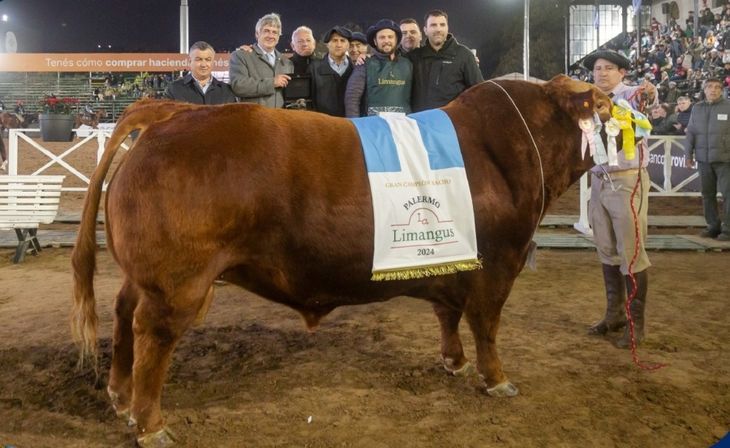 La presencia del Limangus aún no es predominante en la Patagonia, pero va ganando terreno.