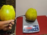 La manzana que desafía la gravedad: 1,3 kilos de pura fruta La manzana que desafía la gravedad: 1,3 kilos de pura fruta