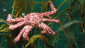 Buceo en Camarones, Chubut. Buceo en Camarones, Chubut.