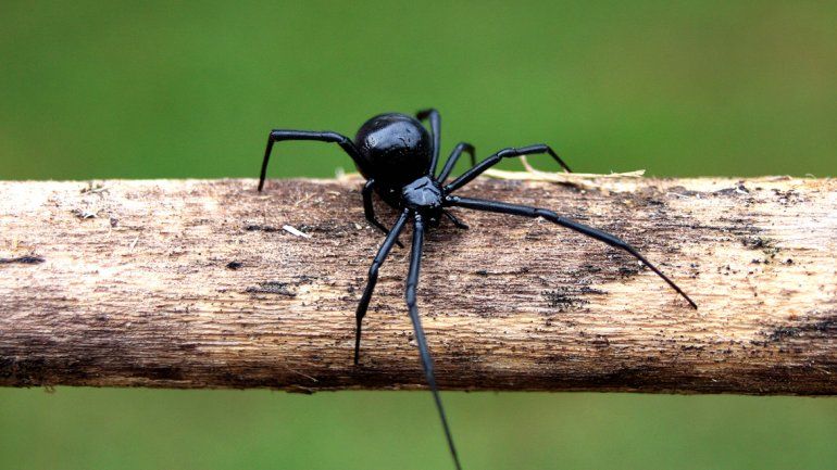 La viuda negra tiene un potente veneno. Afortunadamente hay antídoto en Neuquén y su picadura ya no es mortal.