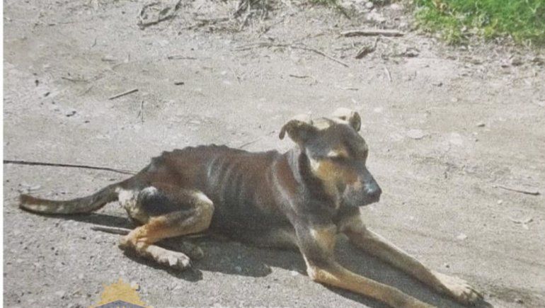 Así estaba el perro tras la denuncia.