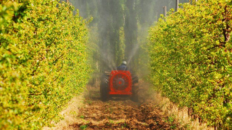 Destino. Los fondos podrán ser utilizados para poda o reconversión de áreas recuperables.