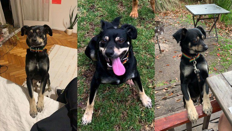 Buscan a un perro que se tiró de una camioneta en movimiento