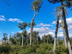 Exportaciones con valor agregado crecieron 34,5% (Ene-Ago 2025 vs. 2024), impulsadas por el sector de muebles. Foto: @agricultura Exportaciones con valor agregado crecieron 34,5% (Ene-Ago 2025 vs. 2024), impulsadas por el sector de muebles. Foto: @agricultura