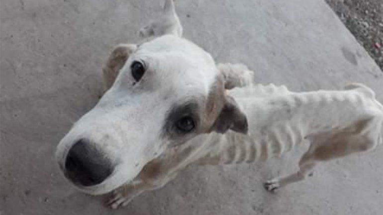 Rescataron a dos perros completamente desnutridos tras una denuncia por maltrato animal