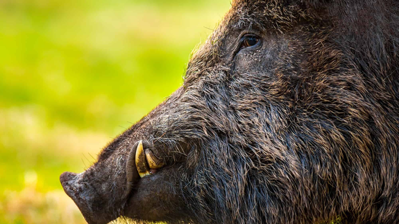 No existen establecimientos de faena o plantas elaboradoras de jabalí con tránsito federal. Foto: a-z-animals.com