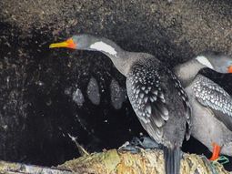 contaminacion: nidos de cormoran repletos de plastico contaminacion: nidos de cormoran repletos de plastico