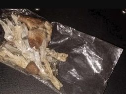 Hongos alucinégenos, drogas sintéticas y marihuana secuestraron en la fiesta electrónica que se realizó en Cipolletti. Hongos alucinégenos, drogas sintéticas y marihuana secuestraron en la fiesta electrónica que se realizó en Cipolletti.