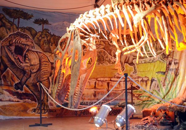 El Giganotosaurus Carolini se muestra